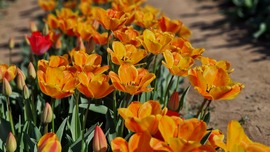 Tulipánszüret 2025