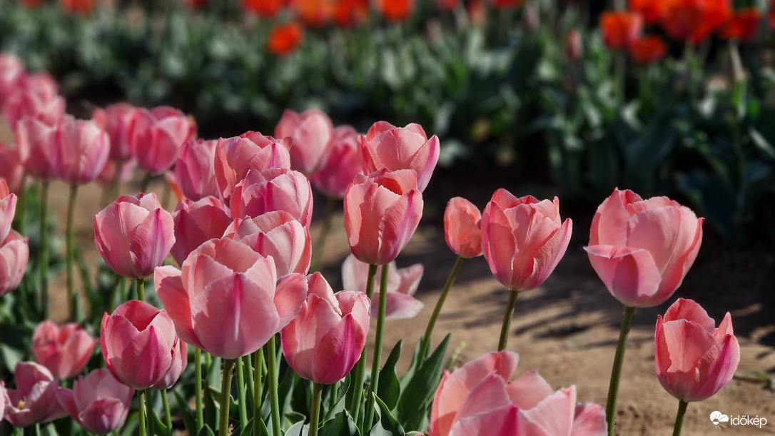 Tulipánszüret 2025