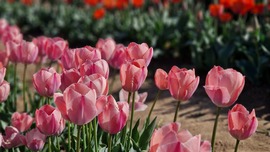 Tulipánszüret 2025