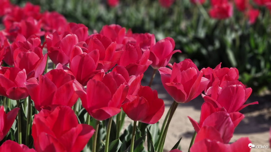 Tulipánszüret 2025