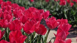 Tulipánszüret 2025