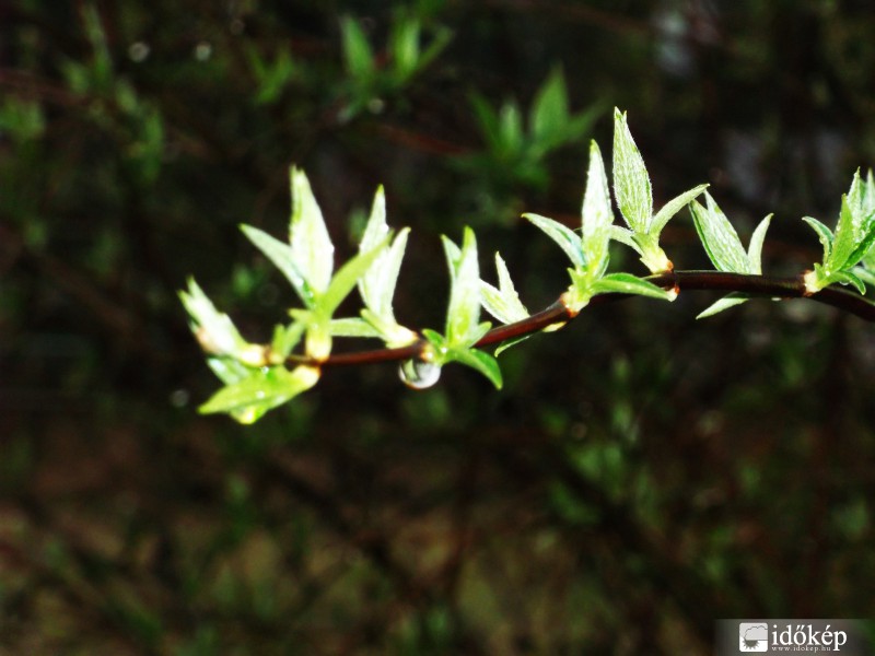 Esőcsepp és levelek