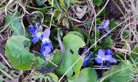 Ibolya