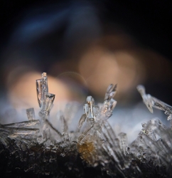 Jégkristályok egy ágon