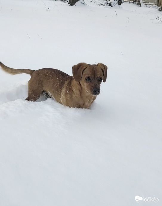 Pici kutya nagy hó 