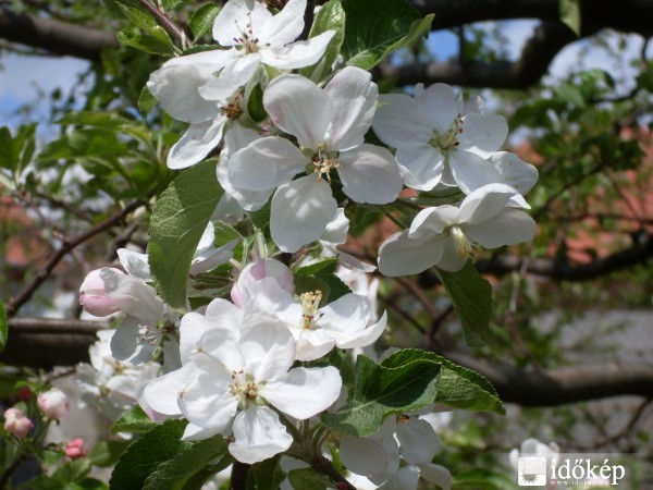 Almafa virágai