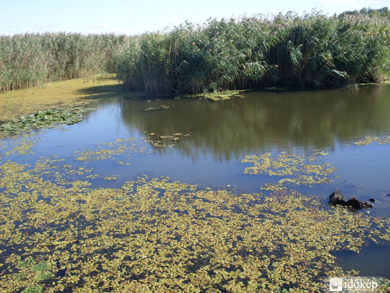 Tisza-tó
