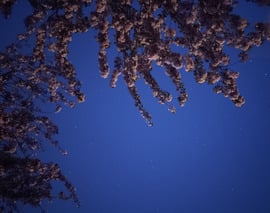 Csillagos ég és egy virágzó fa 