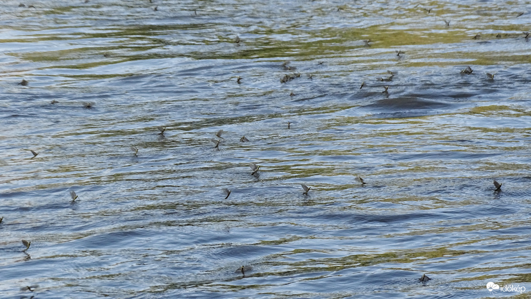 Tiszavirágzás, Szeged, Tisza-Maros torkolat
