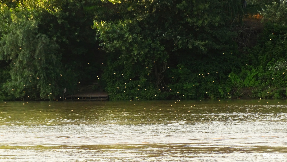 Tiszavirágzás, Szeged, Tisza-Maros torkolat