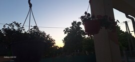 Dabas