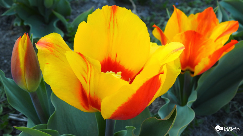 Nyílnak a tulipánok :)