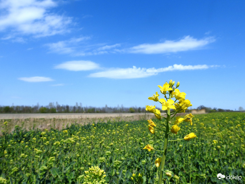 Ma délutáni égkép, virágzó repcével :)