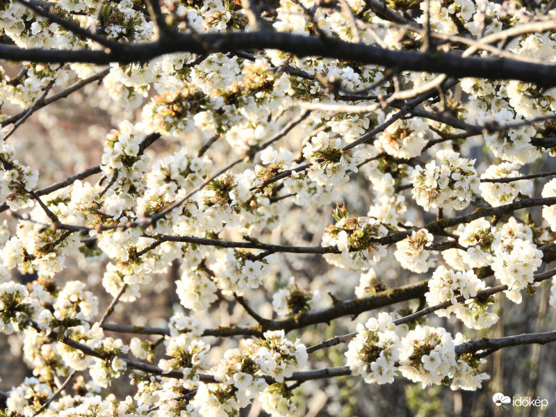 Virágzó cseresznyefa :)
