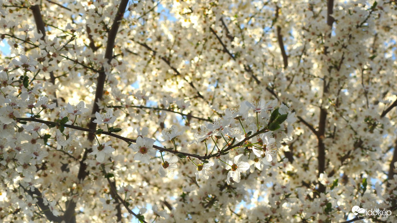 Virágok mindenhol... :)