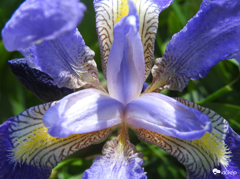 Kék nőszirom kivirágozva :)