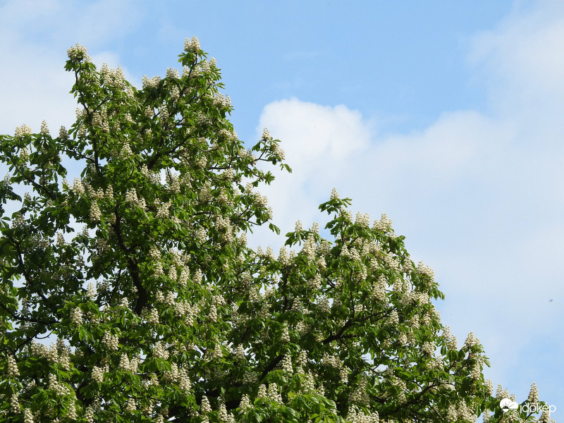 Gesztenyefa virágzása :)
