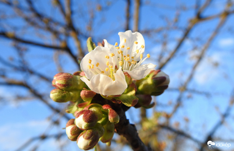 Virágzik a cseresznye is :)