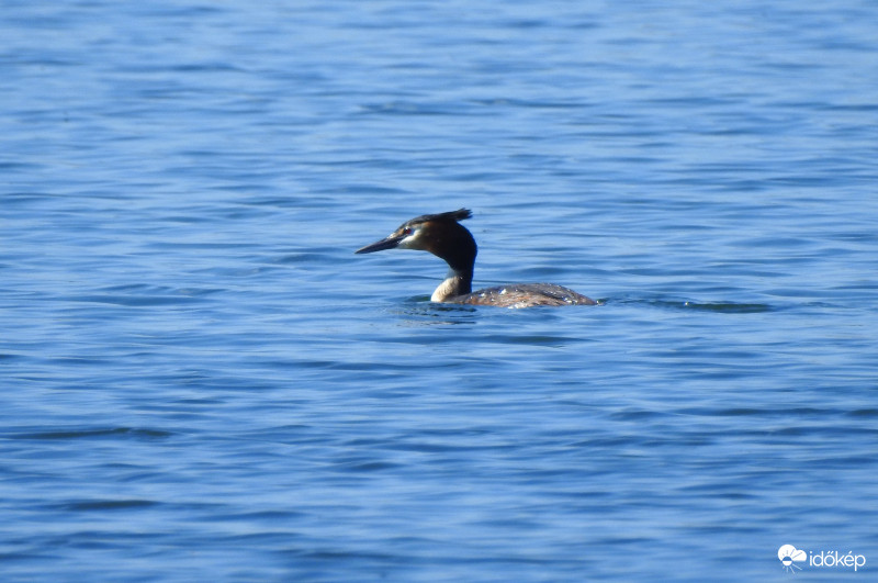 Ez milyen madár lehet? :)