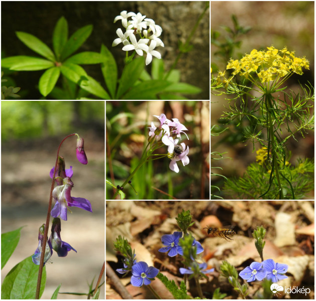 Erdei virágok :)