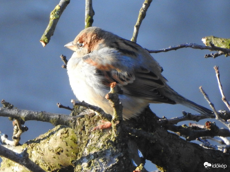 Ünnepek után mindenki gurul... :-D