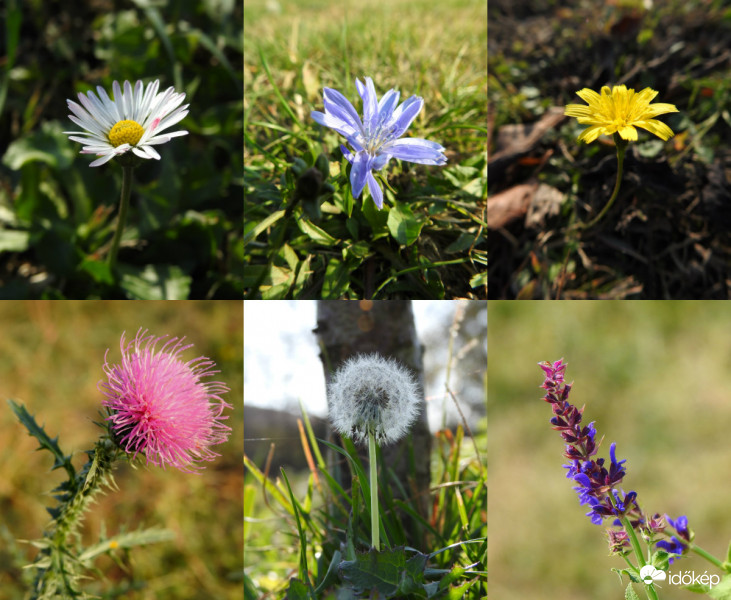Tavasz az őszben :)