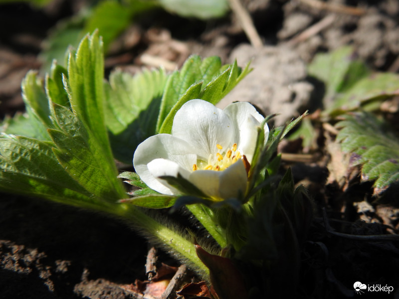 Virágzik az eper is :) 