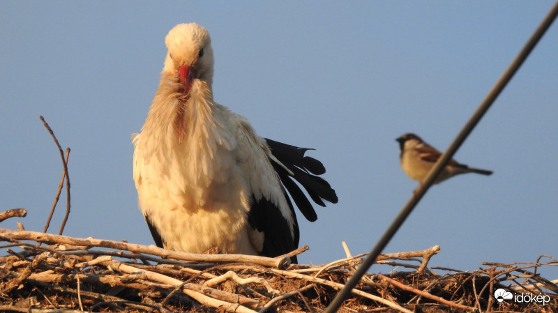 Bogyiszlóra megérkezett az idei első gólya (1/4)
