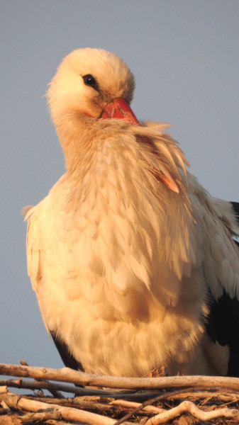 Bogyiszlóra megérkezett az idei első gólya (3/4)
