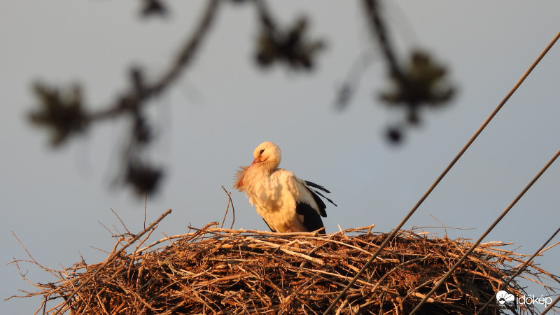 Bogyiszlóra megérkezett az idei első gólya (2/4)