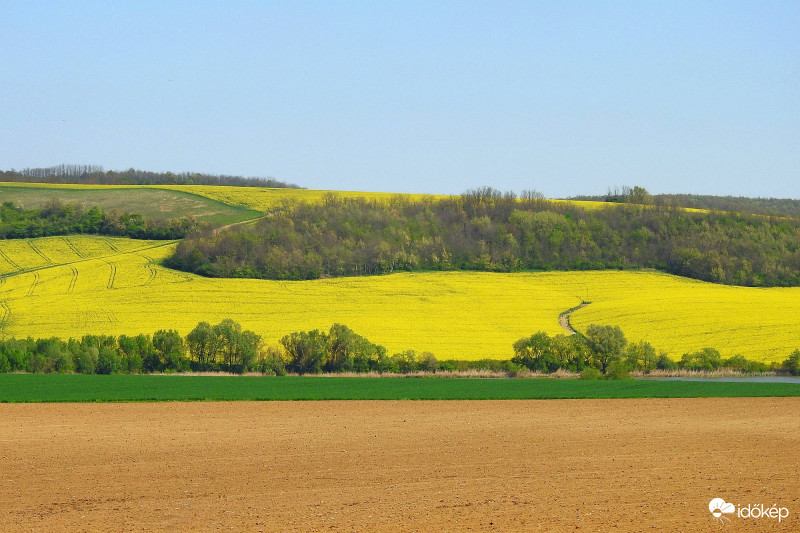 Sárgálló repceföldek :)