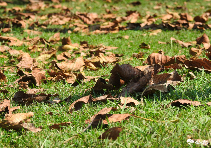 Közeleg az ősz... 2