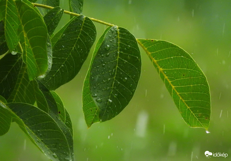 Végre egy kis eső! :)