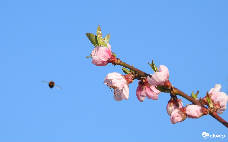 Virágzó őszibarack :)