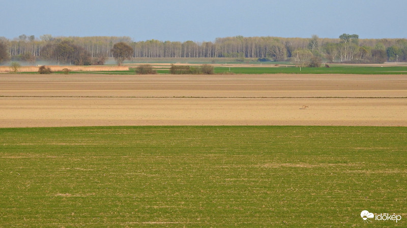 Zöldül a határ :)