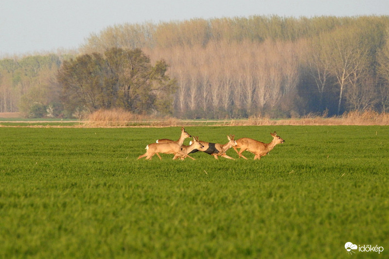Őzek a határban :) (1/3)