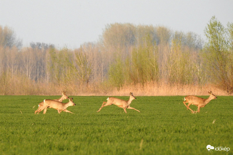 Őzek a határban :) (2/3)