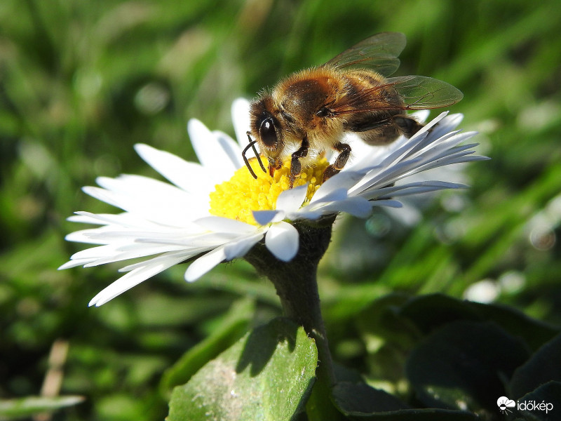 Otthon is meg lehet találni a szépet... :)