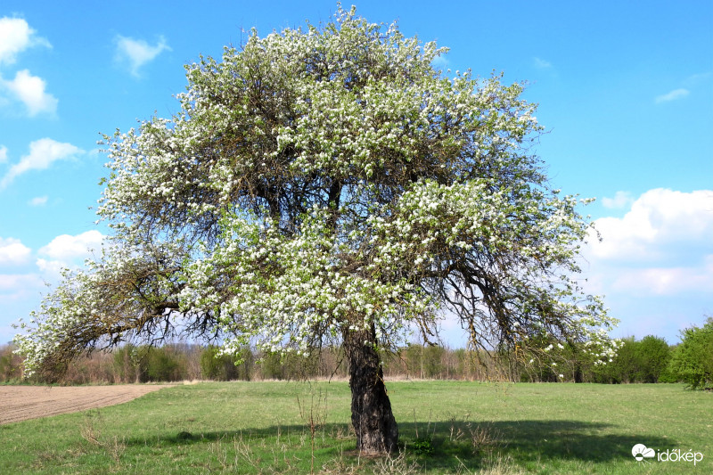 Vadkörtefa kivirágozva :)