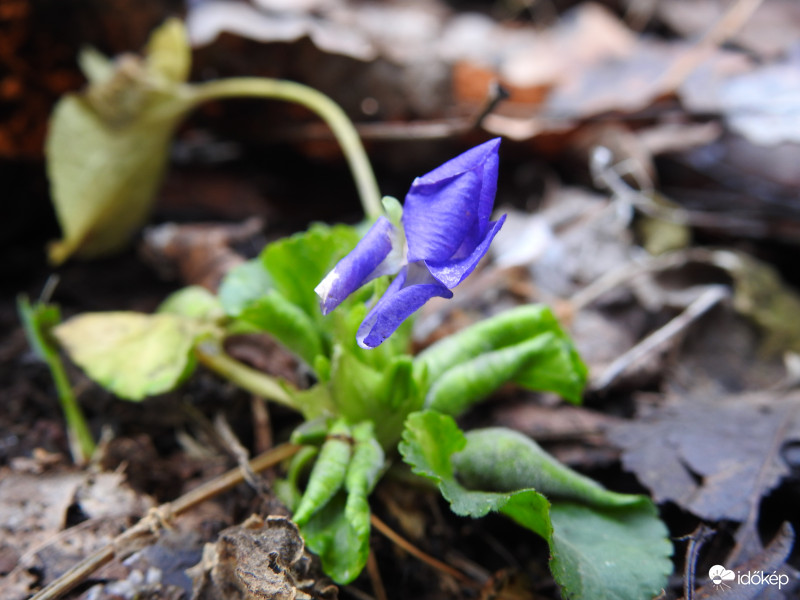 Karácsonyi ibolya (2)