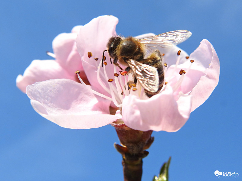 Nagy sok képem itthon készült a kertben, ez is egy ilyen. :)