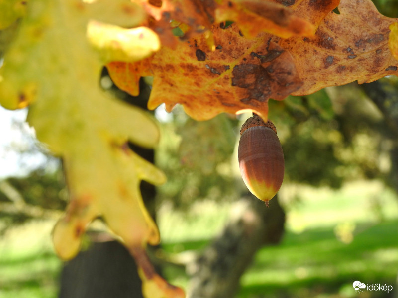 Sárgul a természet :)