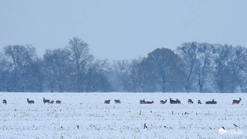 Egy csapat őzike :)