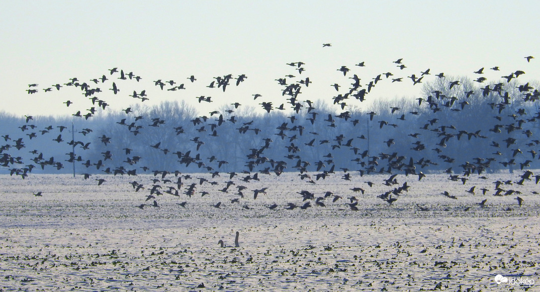Vadlibák Bogyiszló határában 