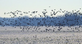Vadlibák Bogyiszló határában 