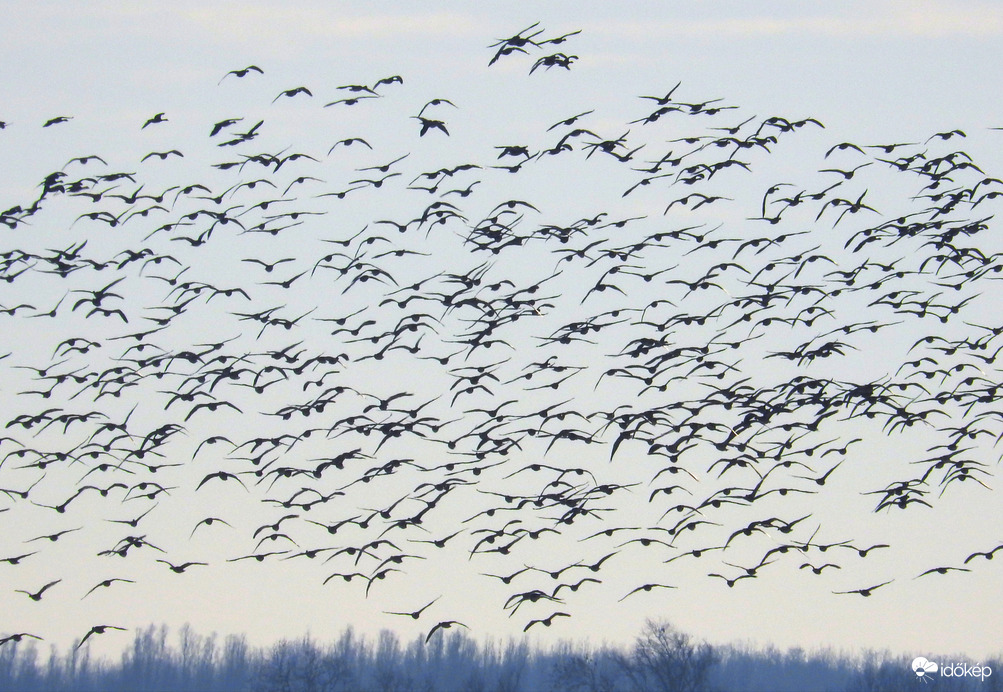 Vadlibák Bogyiszló határában 