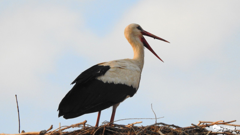 Bogyiszlóra megérkezett az idei első gólya (4/4)