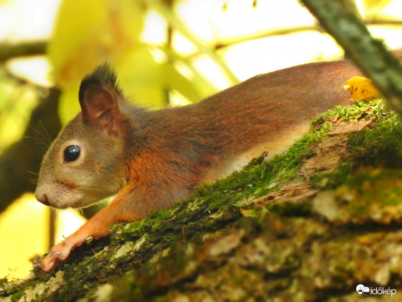 Mókuska, mókuska felmászott a fára.. :)