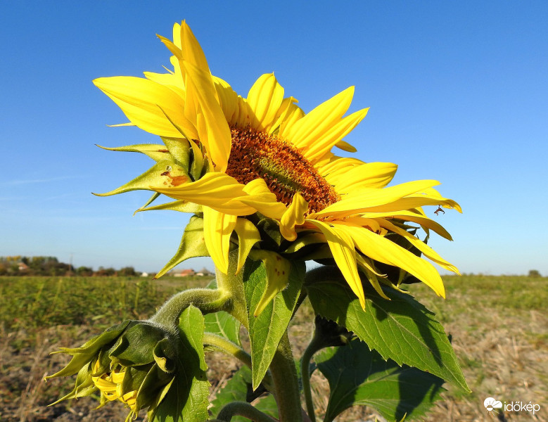 Nyárias október :-)