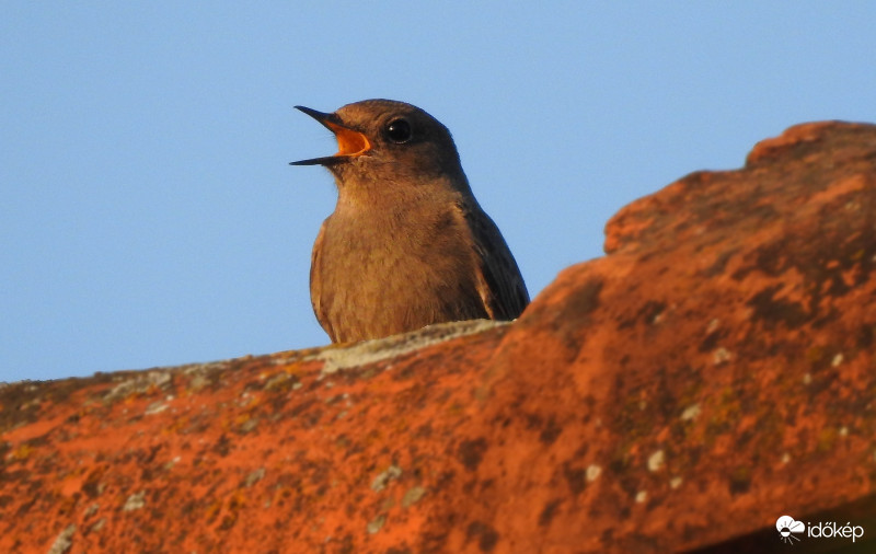 Házi rozsdafarkú :) 